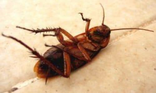 Disinfestazione Blatte? Consigli per tenerle lontane!