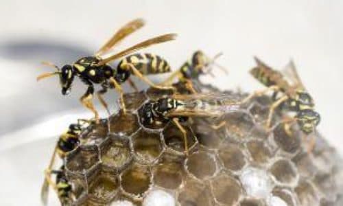 Ditte di disinfestazione e insetti esotici: nuove frontiere per i disinfestatori!
