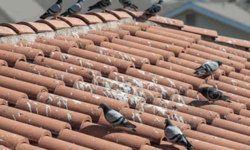 Bonifica guano volatili