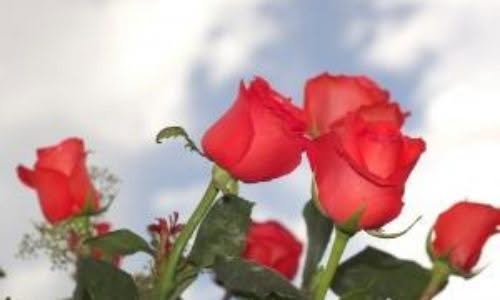 Giardinaggio a Firenze: cosa si fa in primavera?
