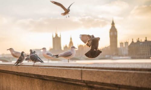 Come risolvere definitivamente il problema dei piccioni