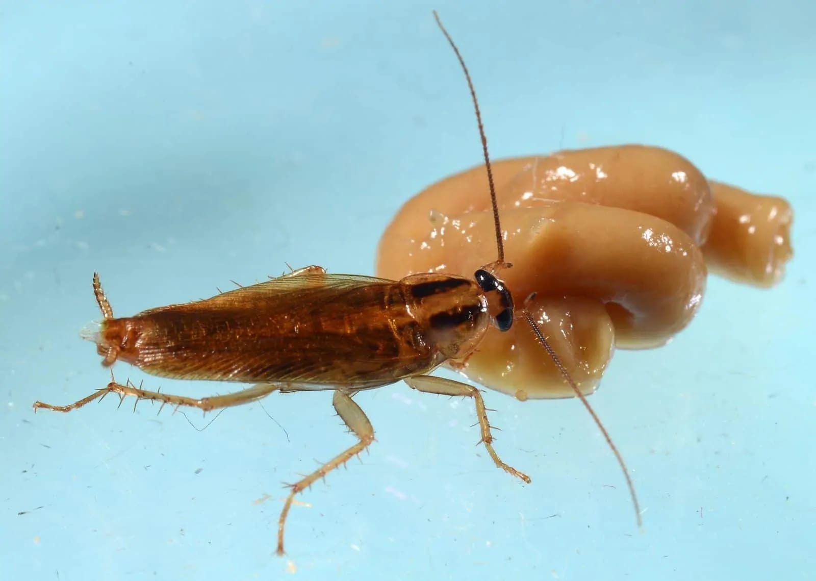 Scoperto Rimedio Naturale Contro gli Scarafaggi