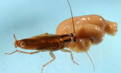 Scoperto Rimedio Naturale Contro gli Scarafaggi